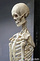 VBS_3126 - Scheletro - Mostra Body Worlds